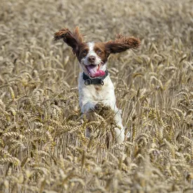 Исследование: собаки понимают, когда им говорят о любви. Их сердце начинает биться чаще