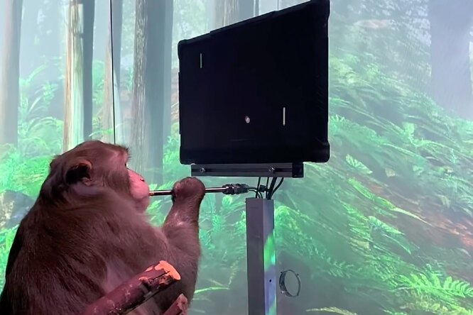 Илон Маск показал видео, на котором обезьяна играет в видеоигру силой мысли