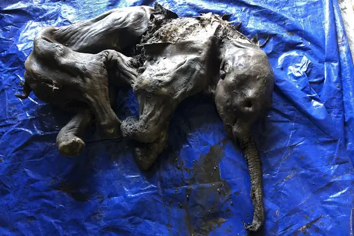 В Канаде золотоискатели нашли мумию шерстистого мамонта возрастом более 30 тысяч лет
