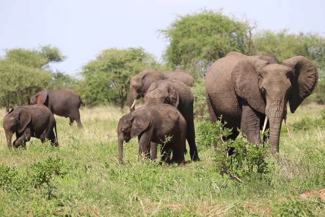 Власти Ботсваны объяснили гибель более 300 слонов изменением климата