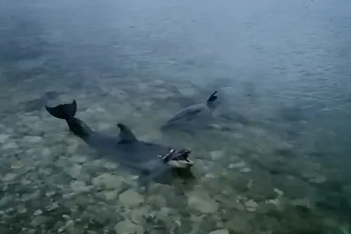 Владелец севастопольского дельфинария выбросил в море 4 дельфинов, так как «им печально в неволе». Животные могут погибнуть