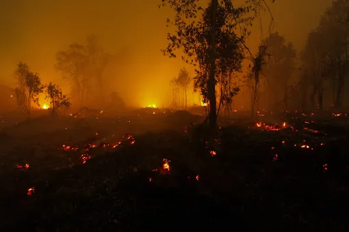 В России потушены все лесные пожары