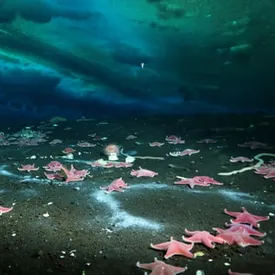 В Антарктиде обнаружена первая активная утечка метана с морского дна