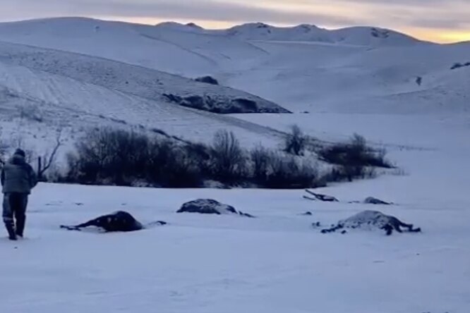 В Алтайском крае неизвестные расстреляли табун из 53 лошадей. Возбуждено уголовное дело
