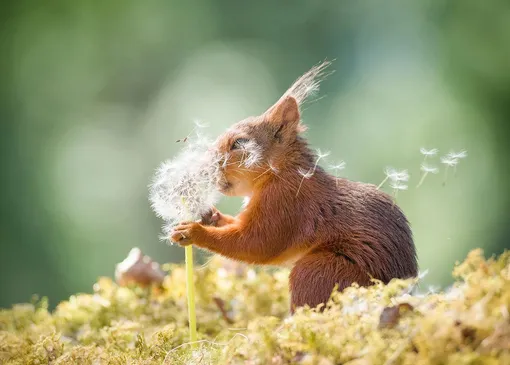 Geert Weggen with «Squirrel Wishes»