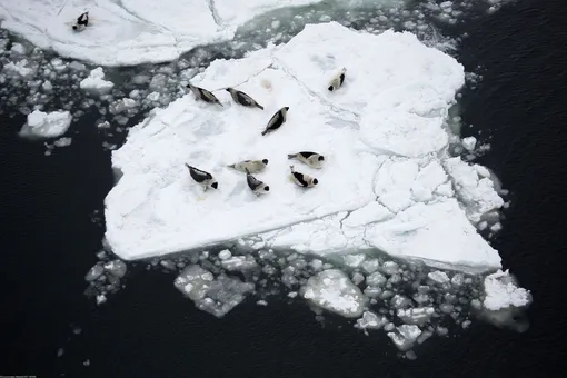 Ежегодная канадская «коммерческая охота на тюленей», которая в основном проводится в марте и апреле, приводит к гибели тысяч животных. Квоты на охоту на тюленей возросли в последние годы, несмотря на то, что рынок их шкурок почти рухнул после запрета на пушнину такого рода. Министр рыболовства Канады Гейл Ши установил квоту на охоту на тюленей: 400 000 гренландских тюленей, 60 000 серых тюленей и 8200 морских котиков — в общей сложности более 468 000 животных
