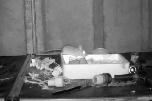 Британец снял на скрытую камеру, как каждую ночь в его сарае убирается мышь