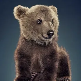 Фотограф сделала серию снимков медведей в необычной обстановке и сама удивилась результату Фотограф сделала серию снимков медведей в необычной обстановке и сама удивилась результату