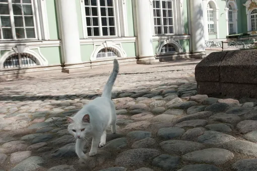 Миру — мур! Эрмитаж снял видео о жизни музейных котов в изоляции