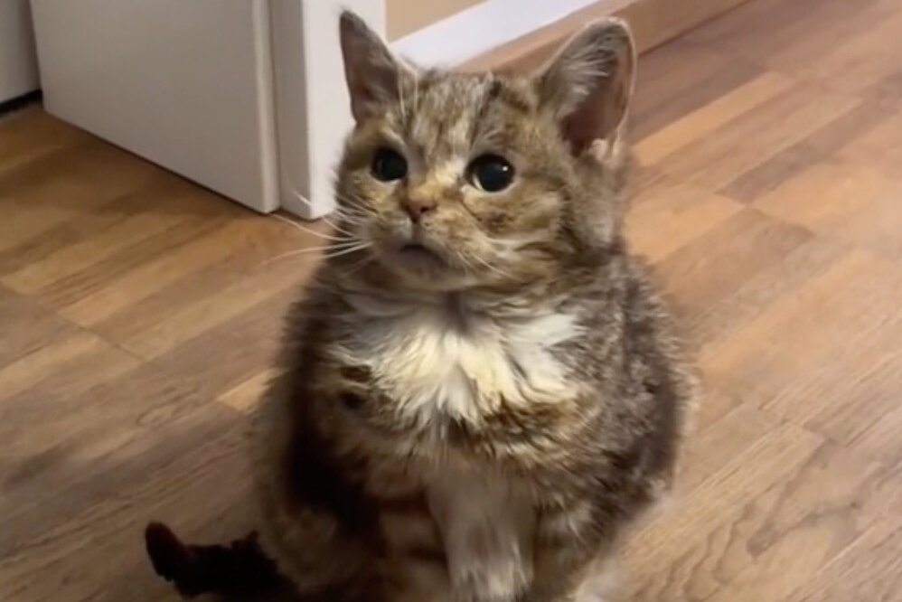 Кот Карлик