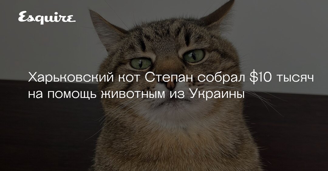 Кот на украинском