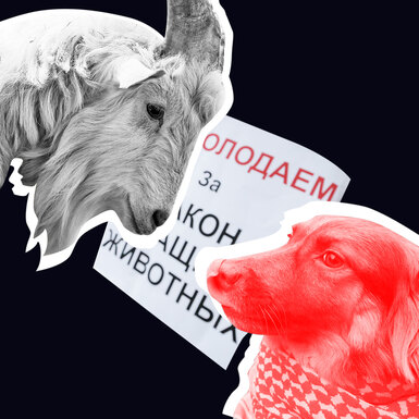 Нет зверя без закона: что изменит (и изменит ли?) первый в России закон об ответственном обращении с животными