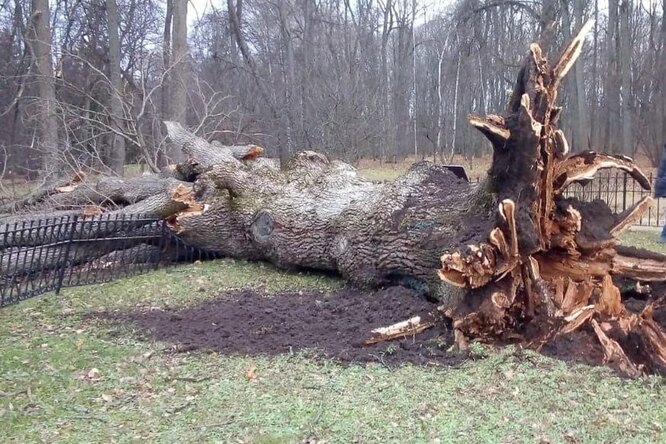 Тургеневский дуб исключили из европейского конкурса «Дерево года» из-за военной операции в Украине