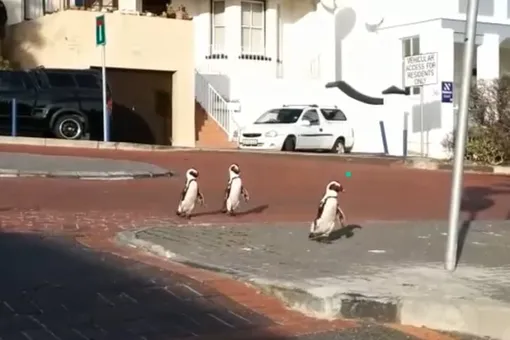 Этот город принадлежит им: вы только посмотрите, как важно расхаживают пингвины по опустевшему Кейптауну