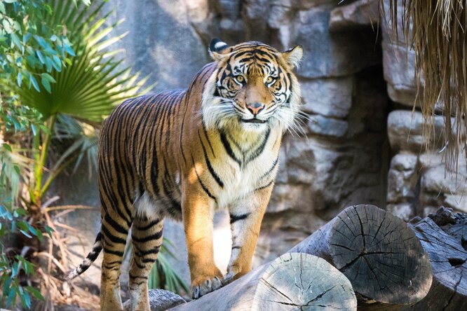 В Бангладеш арестовали браконьера, убившего 70 бенгальских тигров