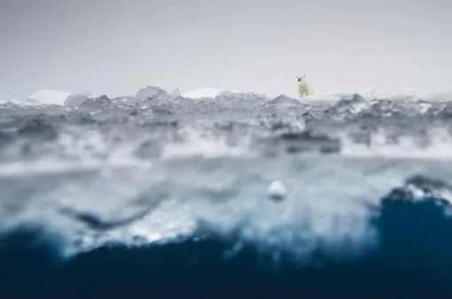 Категория «Млекопитающие», второе место: полярный медведь в объективе норвежского фотографа Оле Йоргена Лиоддена