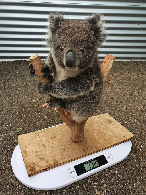 Взвешивание коалы в австралийском парке Kangaroo Island Koala and Wildlife Rescue Centre Взвешивание коалы в