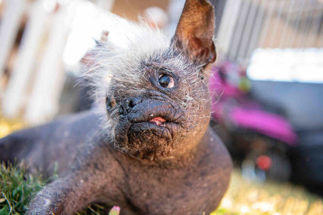 В США выбрали самую уродливую собаку года. Победу одержал 17-летний пес по кличке Мистер Счастливая Морда