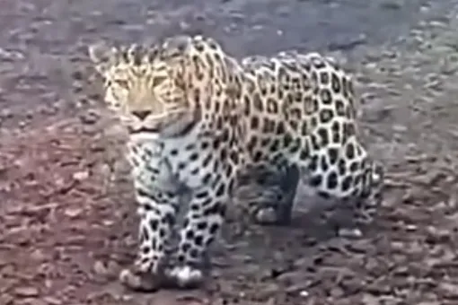 «Че, оборзел?»: в сети завирусилось видео встречи рабочего и дальневосточного леопарда
