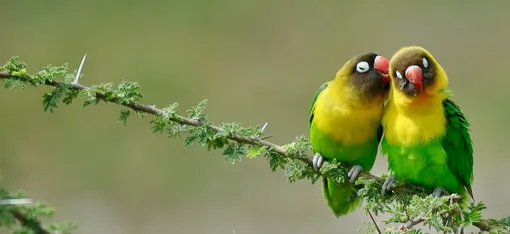 «True Name.» Yellow Collared Lovebirds, Tarangire National Park, Tanzania