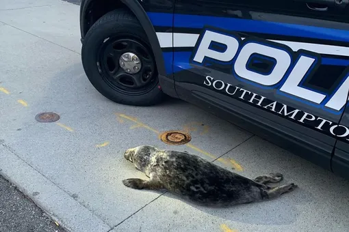 Полиция Лонг-Айленда поймала бродившего по городу тюленя. Он пришел к магазину напитков, а заметив слежку, ринулся к мотелю