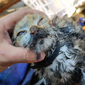 В Забайкалье спасли кошку из пожара. Она устроила его сама, пока хозяев не было дома В Забайкалье спасли кошку из пожара. Она устроила его сама, пока хозяев не было дома