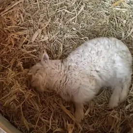 Ягненок, притворяющийся мертвым при виде незнакомцев, стал знаменитостью в Китае