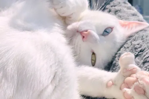 Кошка Санса родилась с шестью пальцами и разными глазами. Но это не помешало ей найти любящую семью и завести поклонников в Instagram*