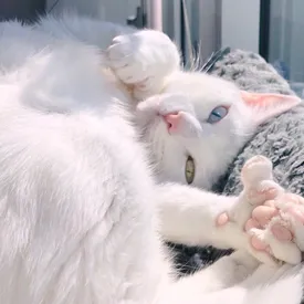 Кошка Санса родилась с шестью пальцами и разными глазами. Но это не помешало ей найти любящую семью и завести поклонников в Instagram*