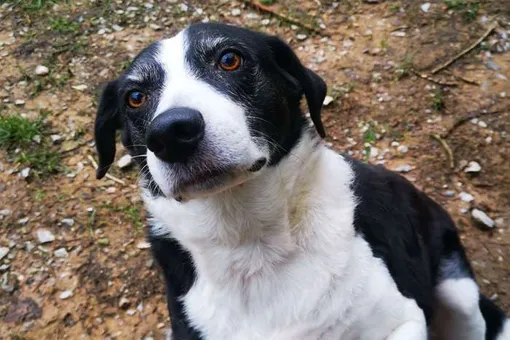 «Самая одинокая собака» Великобритании наконец-то нашла хозяев. Она прожила в приюте 10 лет