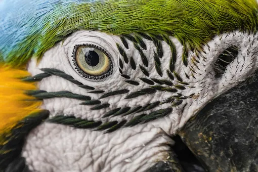 A wild macaw eats peanuts on the edge of an apartment balcony in Caracas, Venezuela, Thursday, Jan. 27, 2022. Macaws regularly land on the balconies and window sills for food placed for them by residents. (AP Photo/Matias Delacroix),