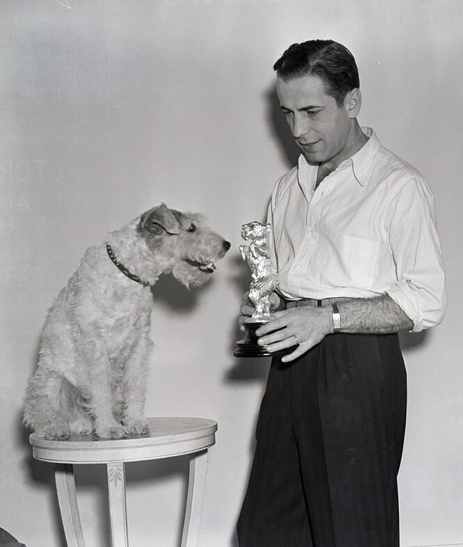 Хамфри Богарт Вручает награду терьеру Скиппи 1938