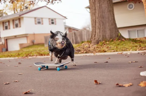 guinnessworldrecords.com guinnessworldrecords.com