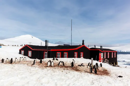 В Антарктиду ищут почтмейстеров, которые будут считать пингвинов