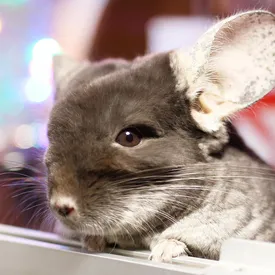 В России запретили рекламу продажи шиншилл