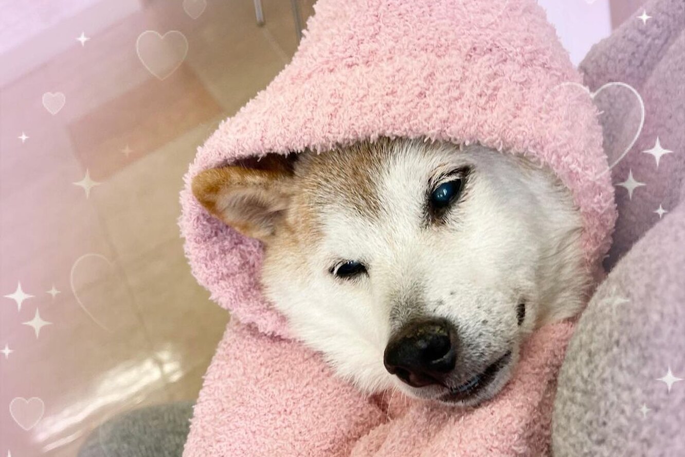 Тяжело заболевшей шиба-ину из мема про Доге стало легче