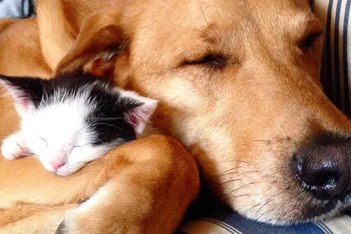 Верите ли вы в дружбу между собакой и кошкой? Посмотрите на дворняжку, которая заботится о котятах
