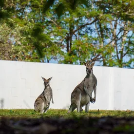 На 50-летнего жителя Австралии напал «огромный» кенгуру. По словам пострадавшего, животное было ростом около 2 метров и весило не менее 100 кг