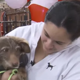 В США собака по кличке Чоко, пропавшая почти пять лет назад, нашлась за три тысячи км от дома В США собака по кличке Чоко, пропавшая почти пять лет назад, нашлась за три тысячи км от дома