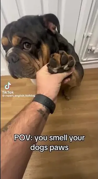 Смотреть