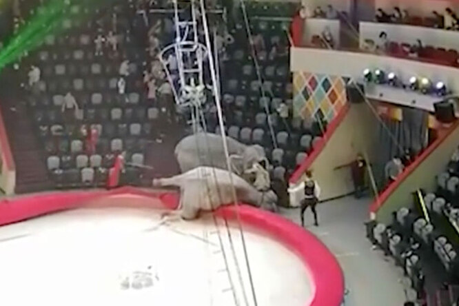 В казанском цирке во время представления подрались два слона и упали за борт манежа