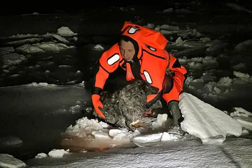 В Уфе спасли собаку, провалившуюся под лед на реке
