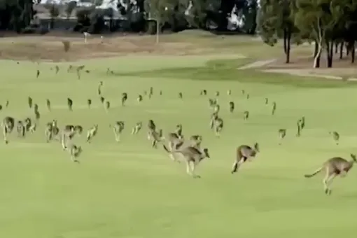 Сотни кенгуру ворвались на территорию гольф-клуба в Австралии. Спортсменам пришлось на время прервать игру