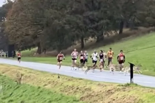 Дикие олени неожиданно стали участниками Дублинского марафона Дикие олени неожиданно стали участниками Дублинского марафона