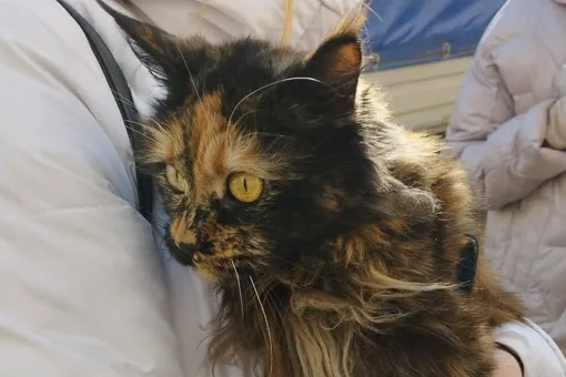 В Ейске спасли кошку Мику — она находилась в квартире дома, на который 17 октября рухнул военный самолет