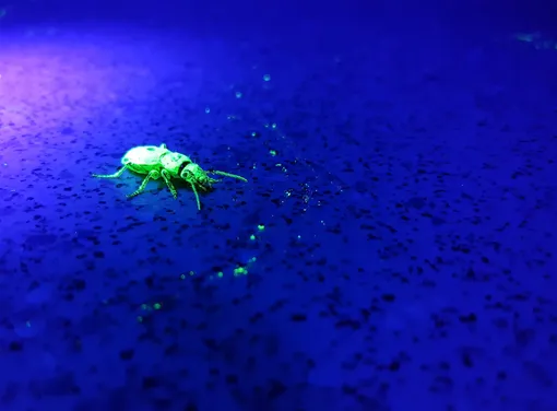 Вы видите, как за жуками следят при помощи ультрафиолетового порошка (это новая методика отслеживания беспозвоночных).