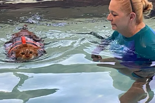 В американском приюте кот Тай весом 13,5 кг худеет с помощью плавания. Судя по фото, ему это не нравится (но уже есть результат!)