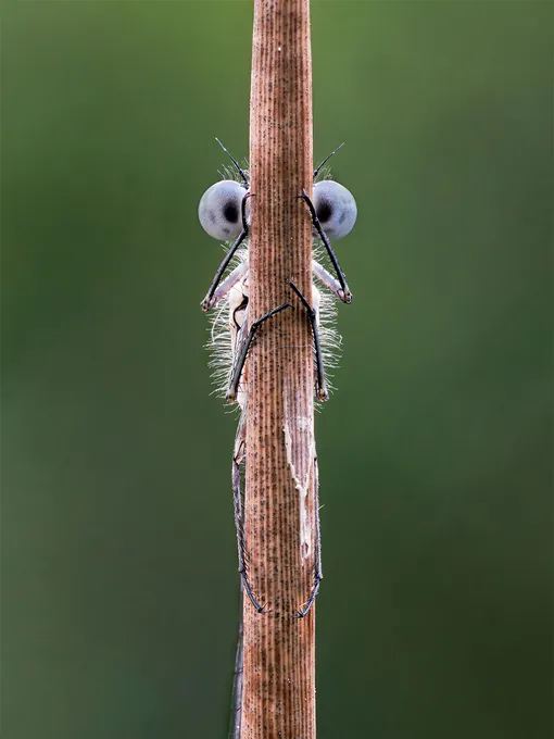 «Hide and Seek.» /Comedy Wildlife Photo Awards 2020The photo was taken in Devon, UK