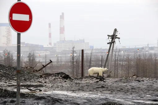 В Норильске по окраинам города бродит белый медведь. Это первый подобный случай за 40 лет