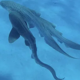 Ученые впервые зафиксировали секс втроем у леопардовых акул